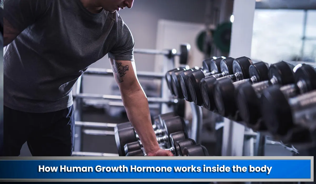 How Human Growth Hormone works inside the body